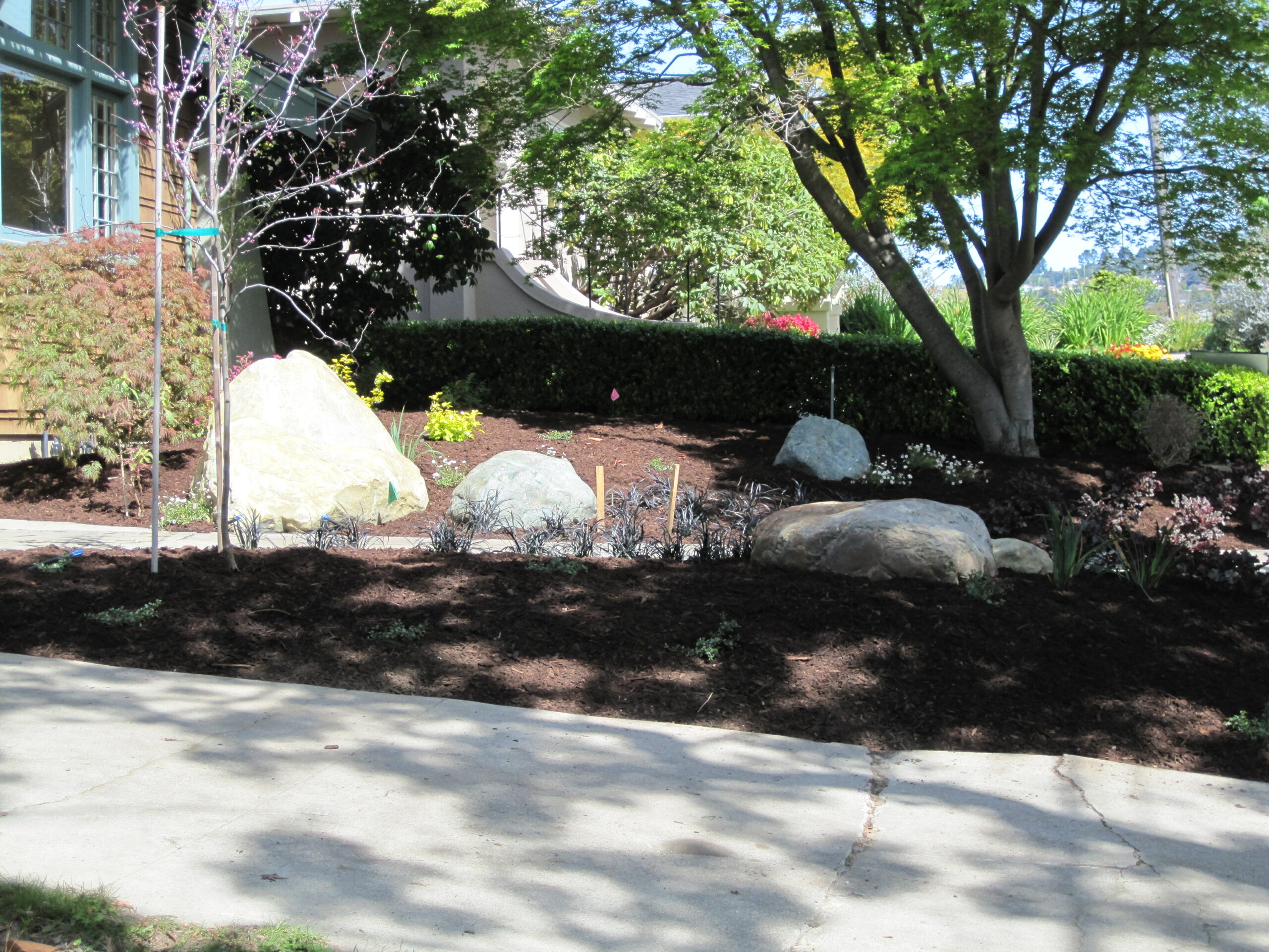 Albany front yard with large rocks, mulched beds, and drought-tolerant plants offers low-maintenance landscaping potential.