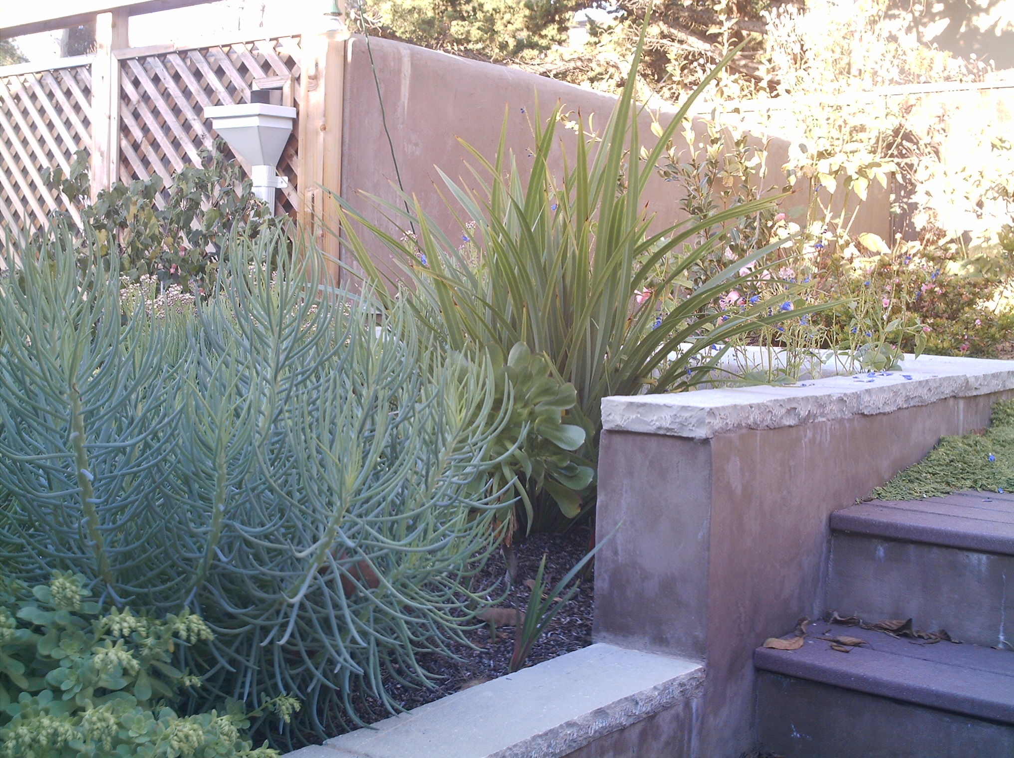 Functional concrete stairway with established plant beds offers low-maintenance landscaping and privacy fencing in backyard.